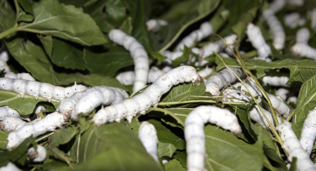 Sericulture course in Dehradun