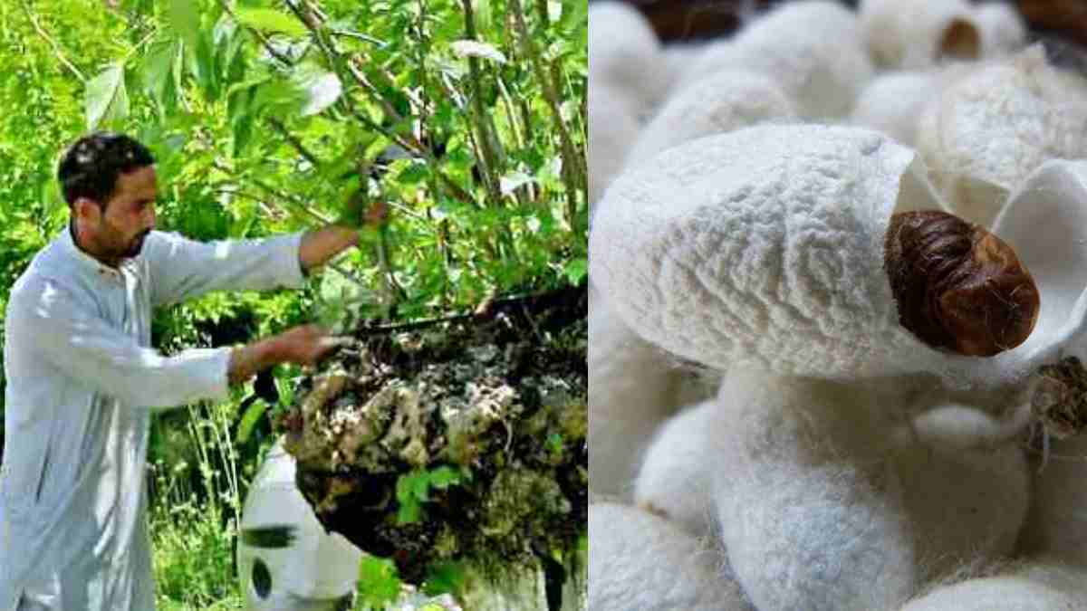 Sericulture course in Dehradun
